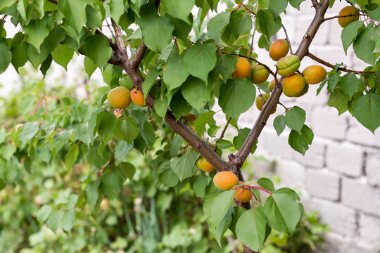 Ripe apricots growing on a healthy young tree with lush green foliage