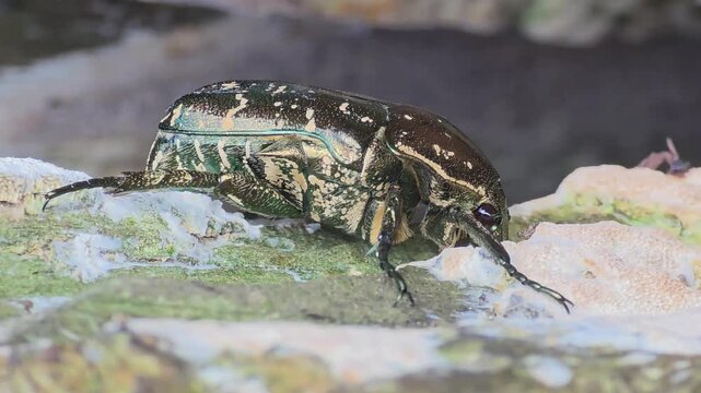 
Macro shot of a Flower Chafer beetle (Protaetia brevitarsis) crawling on a cut tree stump, 4K UHD
