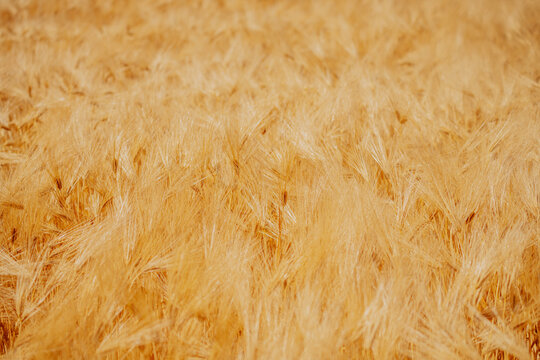 Detailed view of barley heads swaying in a sunlit field. Natural grain crop texture representing agriculture, harvest and rural abundance.