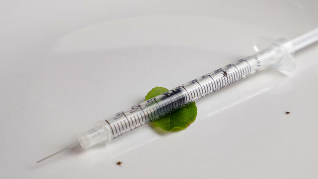 Syringe resting on a blueberry leaf with small ticks crawling nearby and on the syringe, illustrating the concept of vaccination and prevention against Lyme disease