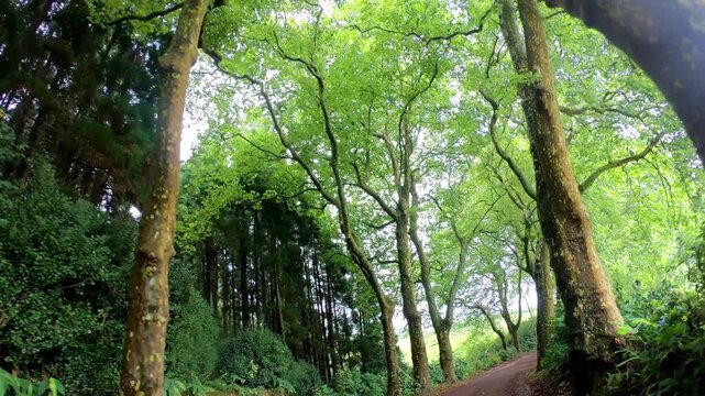 Light filters through plane tree avenue on footpath b-roll for travel docs, Sao Miguel, Azores