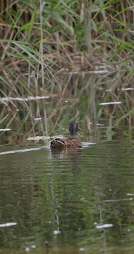 Wild duck swimming in shallow water in lake with dry reeds