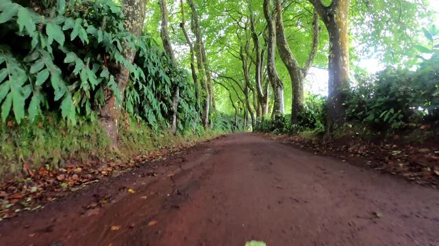 Low forward glide along sun-dappled plane tree lane b-roll for travel storytelling, Sao Miguel, Azores