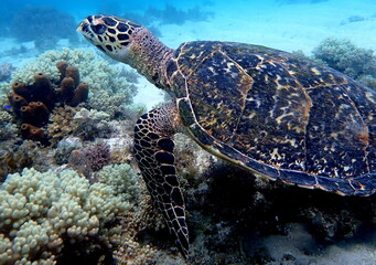 Fototapeta premium Philippines sea life