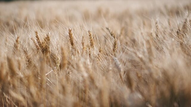 Close-up of ripe wheat ears gently swaying in the wind across a golden grain field, capturing the beauty of the summer harvest and peaceful rural landscape.