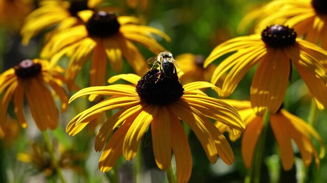 Close up of bee collecting nectar from blooming Rudbeckia flower. Pollination, insect activity,  gardening, ecology and botanical nature. 