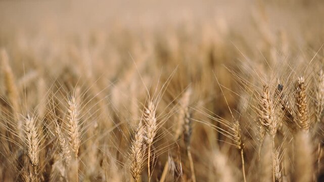 Close-up of ripe wheat ears gently swaying in the wind across a golden grain field, capturing the beauty of the summer harvest and peaceful rural landscape.