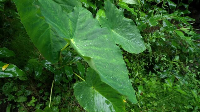 Close-up of taro leaf dotted with raindrops in dim understory light macro b-roll for nature docs, Azores