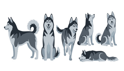 Siberian husky dog vector illustration set. Grey alaskan malamute puppy characters, funny pet sitting, standing, running, lying poses and domestic animal elements. © Mahamuda Studio 