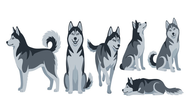 Siberian husky dog vector illustration set. Grey alaskan malamute puppy characters, funny pet sitting, standing, running, lying poses and domestic animal elements.