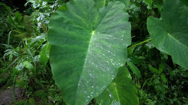 Water beads scatter across taro leaf surface as breeze moves foliage atmospheric shot for nature docs, Azores