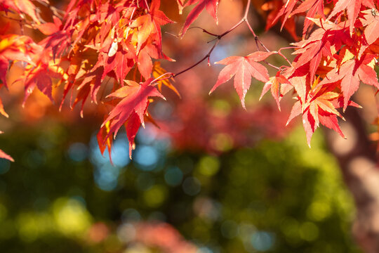 Beautiful autumn maple tree leaves with orange and red foliage against blue sky.