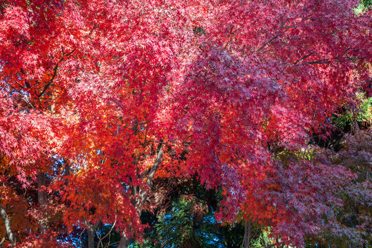 Beautiful autumn maple tree leaves with orange and red foliage against blue sky.