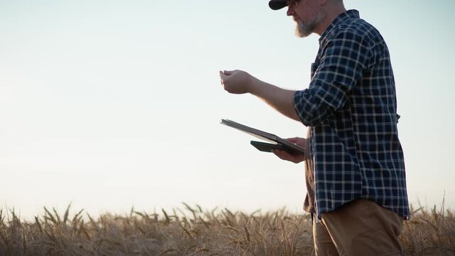 Farmer with a notebook inspecting the ripeness and condition of wheat ears while standing in a wheat field at sunset, capturing crop assessment, harvest readiness and modern farming.