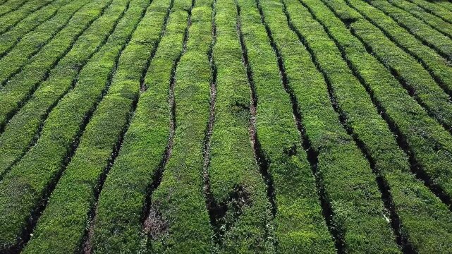 Cruising over geometric rows of tea bushes on hillside establishing shot, S&Atilde;&pound;o Miguel, Azores