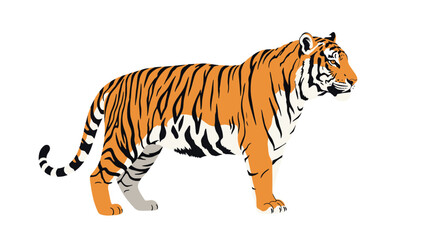 Obraz premium Majestic wild tiger standing in full length profile view showing beautiful orange and black stripes on white background.