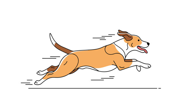 Energetic brown and white dog running fast with happy face and tongue out isolated on white background.