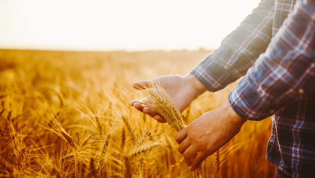 Close-up of a farmer inspecting golden wheat at sunset. An experienced agronomist touches ears of wheat in a field. Concepts of farming, agriculture, and harvest.