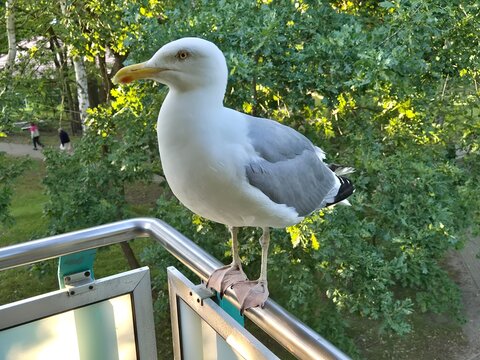 Silberm&ouml;we (Larus argentatus)