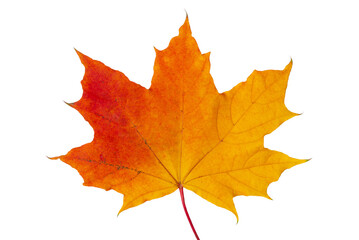 Bright orange autumn maple leaf isolated on transparent background © Anna