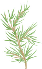 Fototapeta premium Illustration of a Pine Tree Branch
