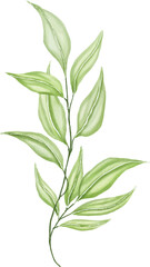 Fototapeta premium Watercolor Leaf Stem Botanical Illustration