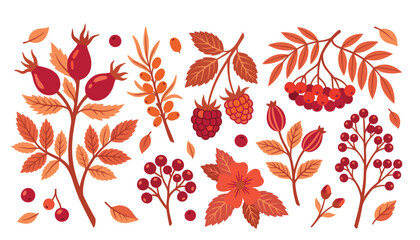 Autumn berry and leaf vector illustration set. Flat organic fall botanical elements, rosehip branches, raspberries, rowan berries and forest nature decorations. © Mahamuda Studio 
