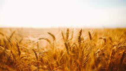 Naklejka premium Wheat stalks stand tall in a vast field as a gentle breeze moves through. The sun shines on the golden grains, creating a natural scene.