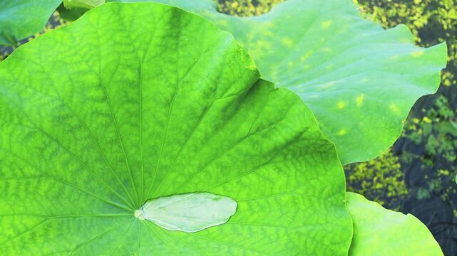 Raindrops on a Green Lotus Leaf with Radial Vein Pattern