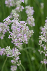Obraz premium Beautiful white lavender in the garden in summer
