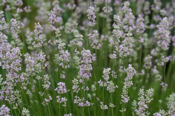 Fototapeta premium Beautiful white lavender in the garden in summer