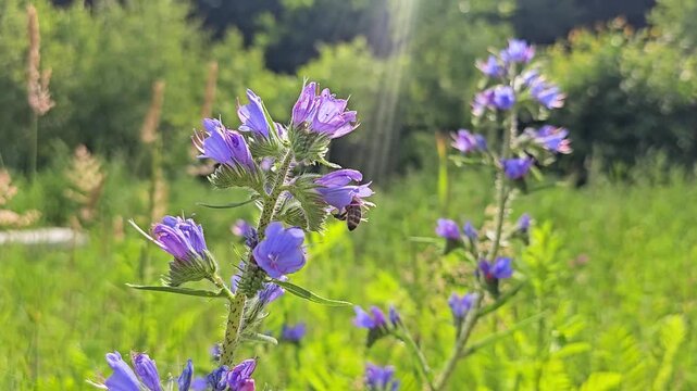 Honey bee collects honey on wild purple flowers on a bright sunny day.