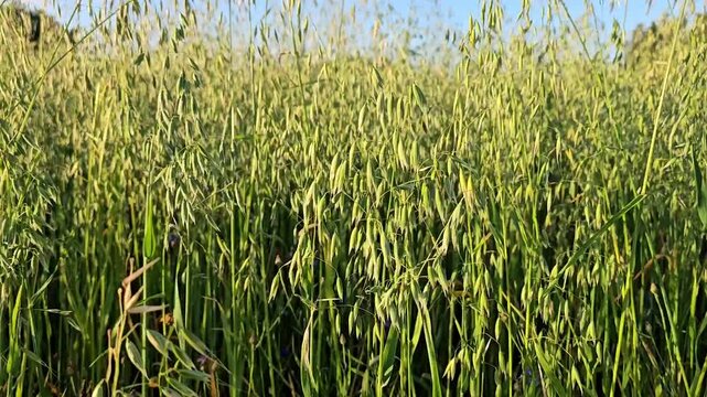 Spikelets of millet in the field