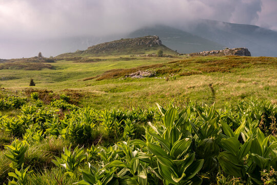 Mountain landscape featuring lush foliage and winding trails for outdoor adventure and tourism, Corna Piana Botanical Reserve, Brentonico, Monte Baldo Natural Park, Trentino, Italy.