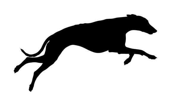 Silhouette of a fast running greyhound or whippet dog leaping in mid-air