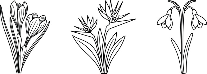 Spring flower line art icons vector set, crocus strelitzia and snowdrop outline bouquets for greeting card design © Puley