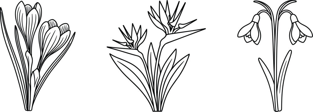 Spring flower line art icons vector set, crocus strelitzia and snowdrop outline bouquets for greeting card design