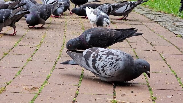 pigeons on the street