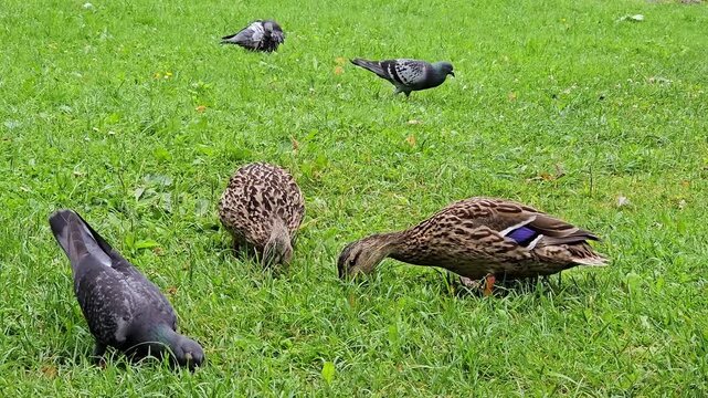 ducks and pigeons on a green grass