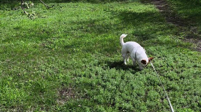Jack russell terrier dog poops on green meadow during daily walk. Small white pet chooses place for defecation on lawn in spring park. Domestic animal needs outdoor toilet. Care concept.