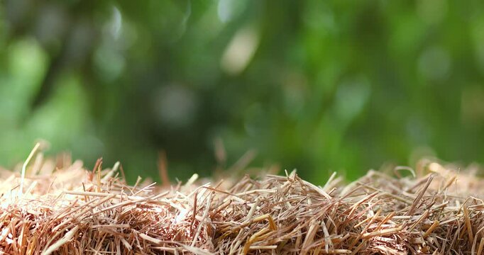 Straw stack, Hay bale in nature soft green bokeh background and sunlight, for natural product display copy space, agriculture, organic themes and natural backdrop