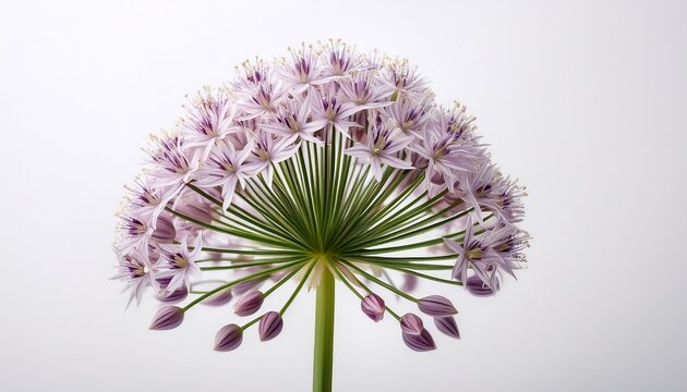 Blooming Flower Allium Schoenoprasum On A White Background Background