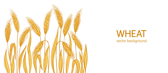 Golden wheat ear background or banner. Cereal grain spikelet and stalk pattern for bakery bread beer packaging and organic label or frame design. Agriculture harvest farm template. Vector web banner © neliakott