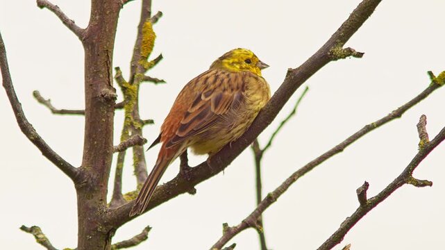 Yellowhammer Observing Surroundings in Traditional Orchard Meadow at Sunrise, Germany, 4K