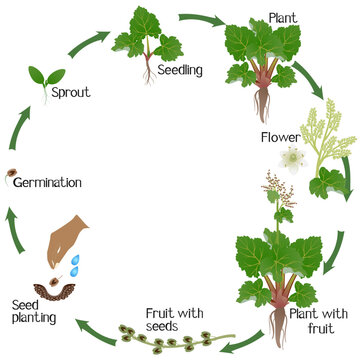A growth cycle of rhubarb plant on a white background..eps