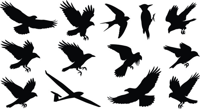 Stylized Collection of Bird Flight Silhouettes with Glider Aircraft Depicting Natural and Aerodynamic Shapes in Vector Artwork