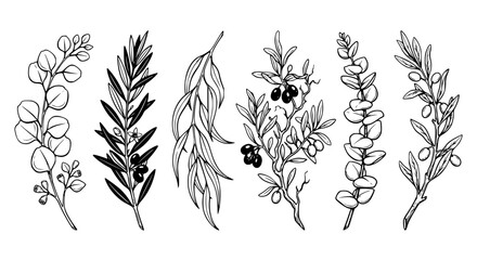 herb branches, botanical herbs, olive branches, eucalyptus branches, medicinal herbs, leaf illustrations, botanical line art, herb line drawings, plant branches, natural herbs © Tanbin