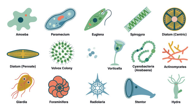 Biology Microorganisms Flat Vector Set: Amoeba, Paramecium, Diatoms, Euglena for Education and Science