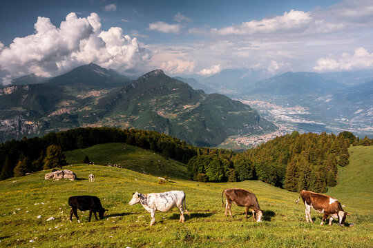 Cows grazing in alpine mountain pastures represent nature tourism and summer travel in Monte Baldo Natural Park, Brentonico, Campel refuge, Trentino, Veneto, Italy.