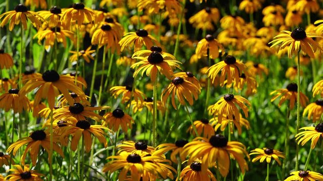 Close up of blooming Rudbeckia flowers creating colorful floral background. Vibrant garden blossoms, botanical beauty, seasonal bloom, summer garden